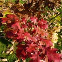 Quercus rubra automne (2)